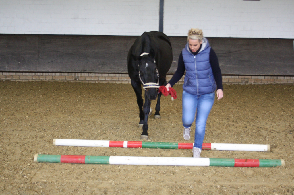 Frau führt Pferd im Coaching mit Pferden